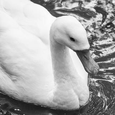 Original Black & White Animal Photography by Sergio  Cerezer