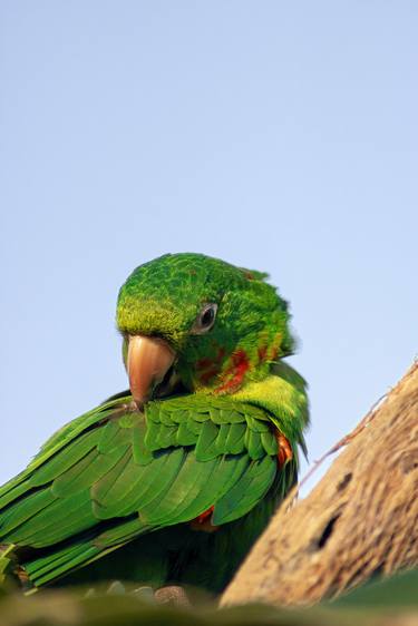 Original Classicism Animal Photography by Sergio  Cerezer