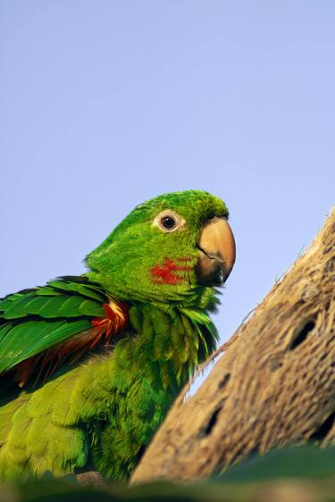 Original Classicism Animal Photography by Sergio  Cerezer