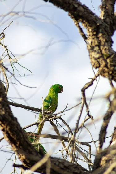Original Classicism Animal Photography by Sergio  Cerezer