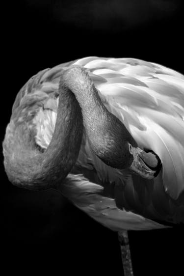 Original Abstract Expressionism Animal Photography by Sergio  Cerezer