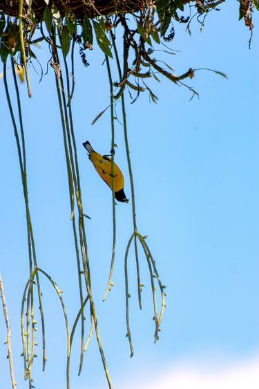 Original Classicism Animal Photography by Sergio  Cerezer