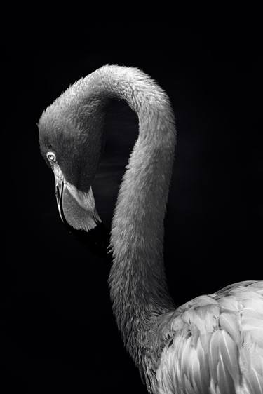 Original Art Nouveau Animal Photography by Sergio  Cerezer