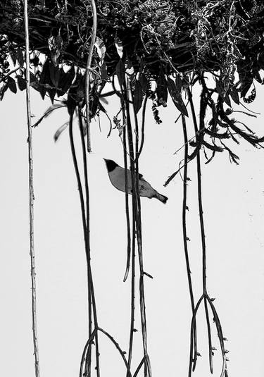 Original Art Nouveau Animal Photography by Sergio  Cerezer