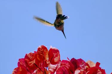 Original Abstract Expressionism Animal Photography by Sergio  Cerezer