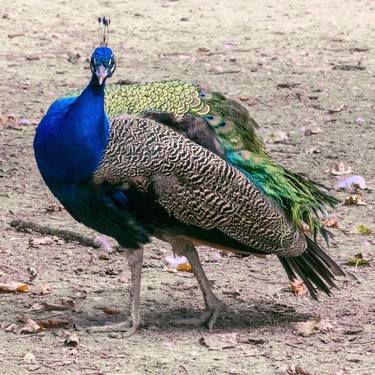 Original Classicism Animal Photography by Sergio  Cerezer