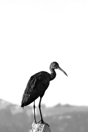 Original Art Nouveau Animal Photography by Sergio  Cerezer