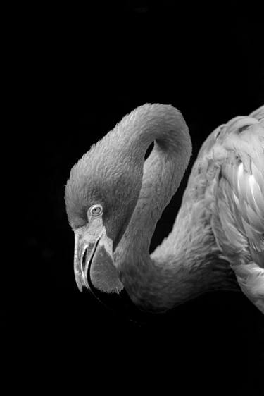 Original Abstract Expressionism Animal Photography by Sergio  Cerezer