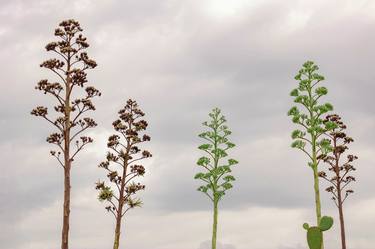 Original Abstract Expressionism Botanic Photography by Sergio  Cerezer