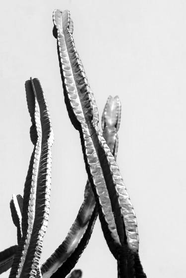 Original Abstract Expressionism Botanic Photography by Sergio  Cerezer