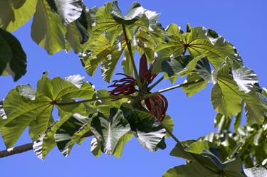Original Classicism Botanic Photography by Sergio  Cerezer