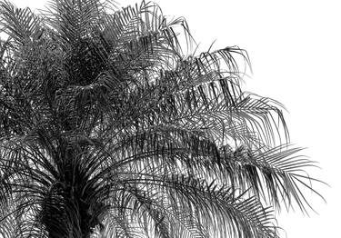 Original Abstract Expressionism Garden Photography by Sergio  Cerezer