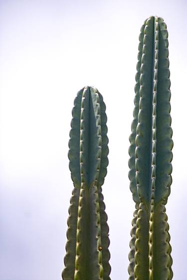 Original Abstract Expressionism Botanic Photography by Sergio  Cerezer