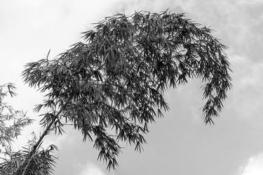 Original Abstract Expressionism Garden Photography by Sergio  Cerezer