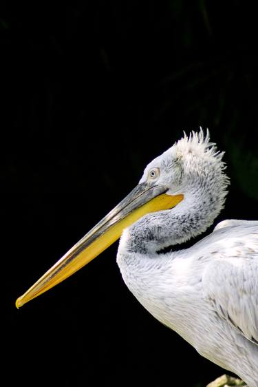 Original Baroque Animal Photography by Sergio  Cerezer