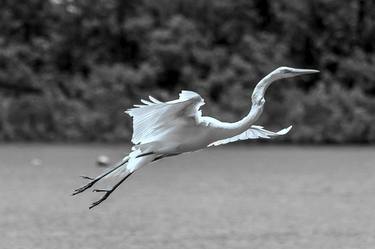 Original Abstract Expressionism Animal Photography by Sergio  Cerezer