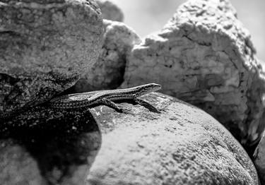 Original Abstract Expressionism Animal Photography by Sergio  Cerezer