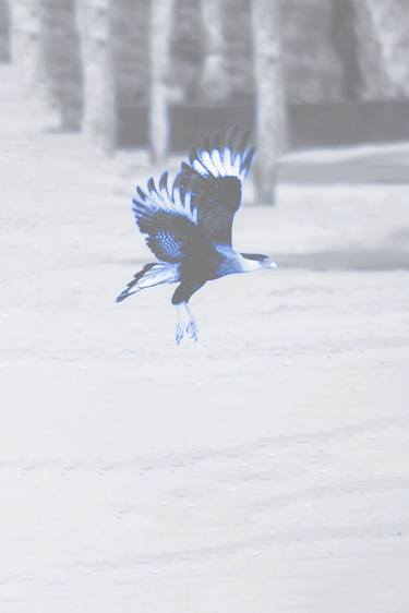 Original Abstract Expressionism Animal Photography by Sergio  Cerezer