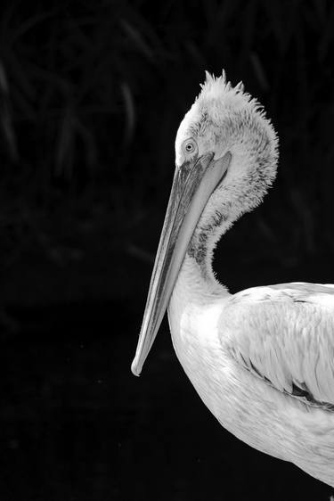 Original Abstract Expressionism Animal Photography by Sergio  Cerezer