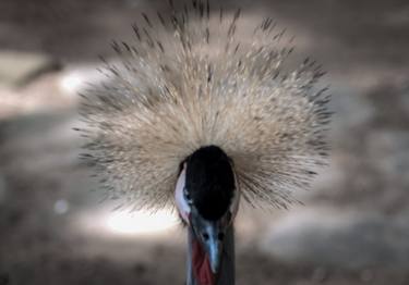 Print of Abstract Animal Photography by Sergio Cerezer