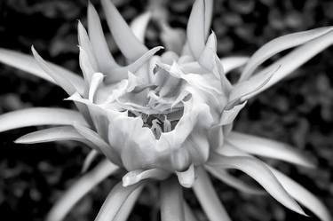 Print of Floral Photography by Sergio Cerezer
