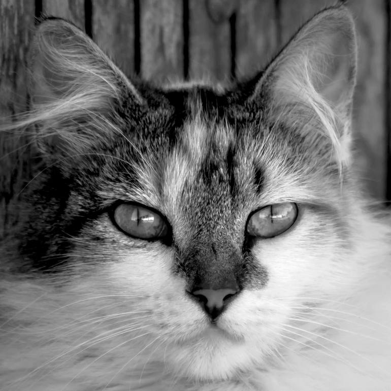 We Cats were Born Poor - Limited Edition of 20 Photography by Sergio ...