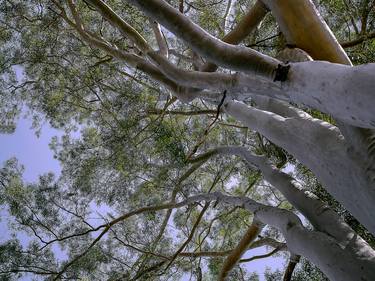 How Trees Grow Old - Limited Edition of 20 thumb