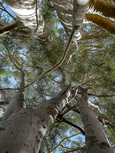 Original Figurative Tree Photography by Sergio Cerezer