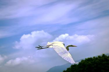 Original Abstract Animal Photography by Sergio  Cerezer