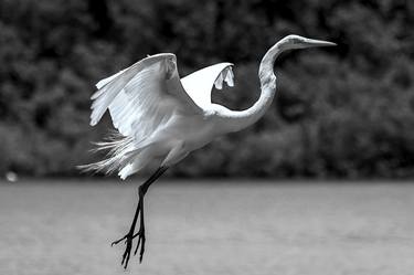 Print of Abstract Expressionism Animal Photography by Sergio Cerezer