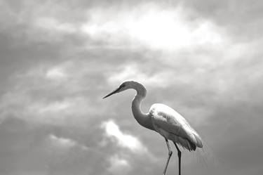 Print of Abstract Expressionism Animal Photography by Sergio Cerezer