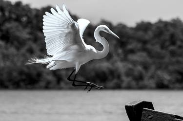 Print of Abstract Expressionism Animal Photography by Sergio Cerezer