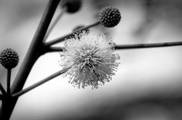 Print of Abstract Expressionism Floral Photography by Sergio Cerezer