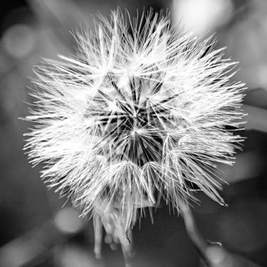 Print of Abstract Expressionism Floral Photography by Sergio Cerezer