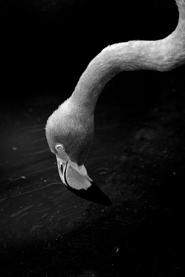 Original Animal Photography by Sergio Cerezer