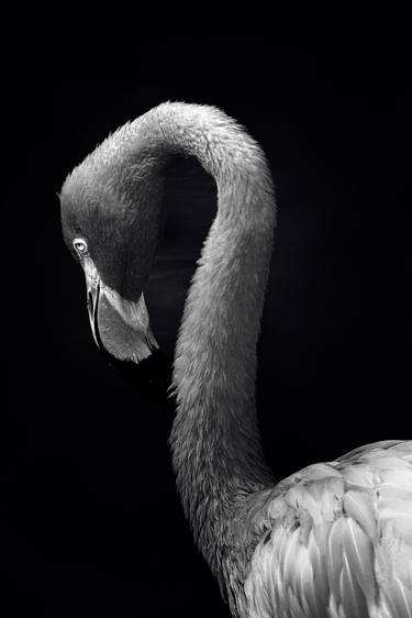Original Abstract Animal Photography by Sergio Cerezer