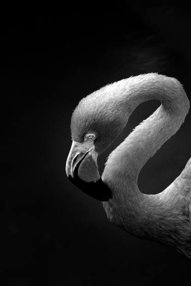 Original Abstract Animal Photography by Sergio  Cerezer