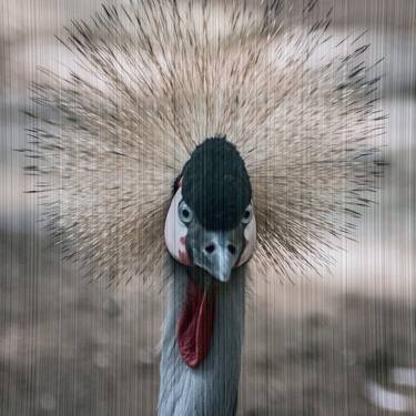 Original Conceptual Animal Photography by Sergio Cerezer