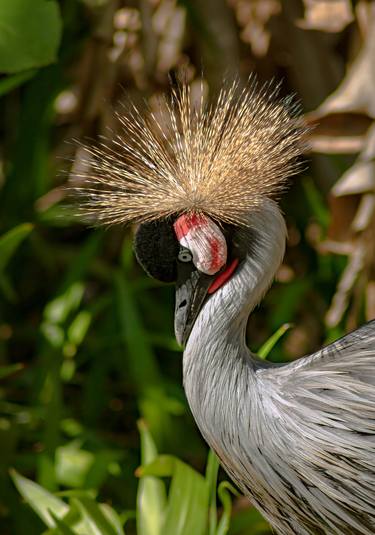 Print of Nature Photography by Sergio Cerezer