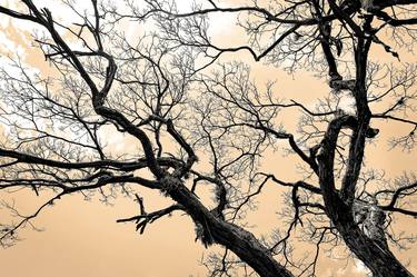 Print of Conceptual Tree Photography by Sergio Cerezer