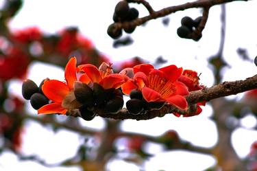 Print of Tree Photography by Sergio Cerezer