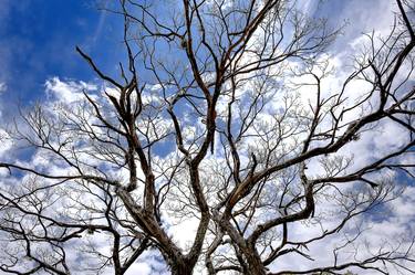 Print of Abstract Expressionism Tree Photography by Sergio Cerezer