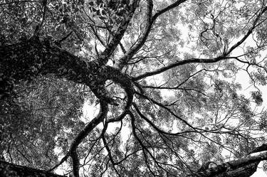 Original Expressionism Tree Photography by Sergio Cerezer