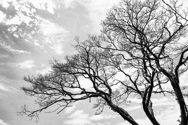 Print of Expressionism Tree Photography by Sergio Cerezer