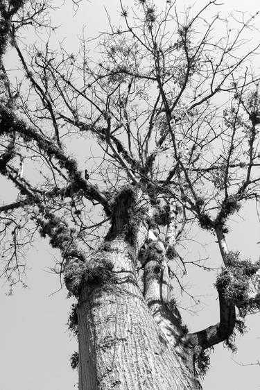 Print of Expressionism Tree Photography by Sergio Cerezer