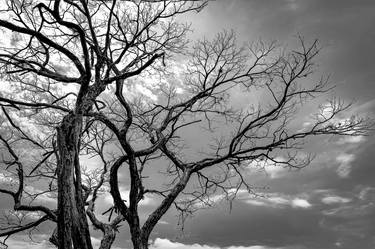 Print of Expressionism Tree Photography by Sergio Cerezer