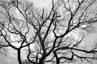 Print of Expressionism Tree Photography by Sergio Cerezer