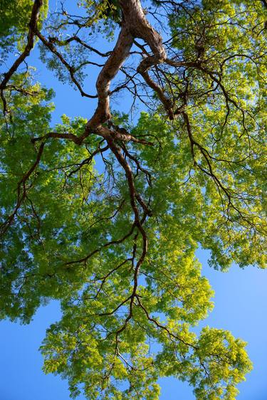 Print of Tree Photography by Sergio Cerezer