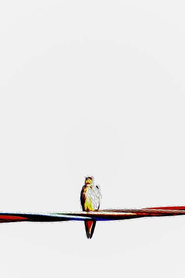 Original Abstract Expressionism Animal Photography by Sergio  Cerezer