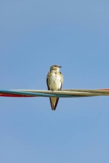 Print of Conceptual Animal Photography by Sergio Cerezer